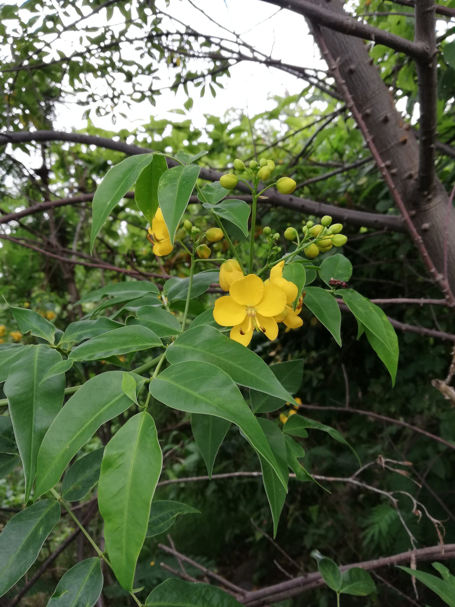 Senna septemtrionalis 